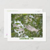 コットンウッドツリー ポストカード (正面/裏面)