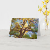 コットンウッドツリー |ユタ州キャピトルリーフ国立公園 カード (黄色い花)