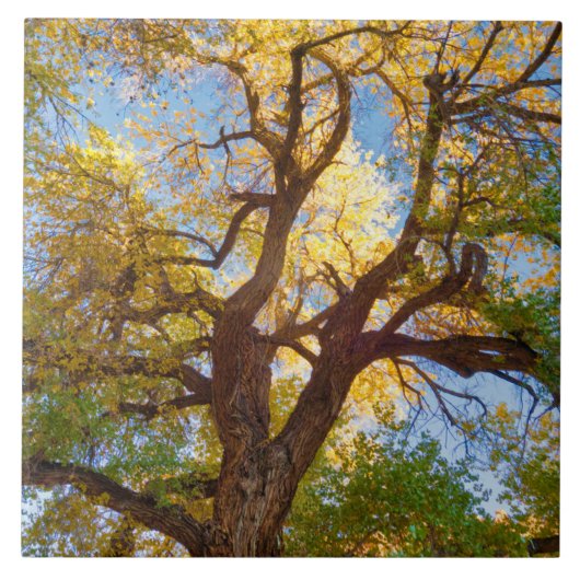 コットンウッドツリー |ユタ州キャピトルリーフ国立公園 タイル (正面)