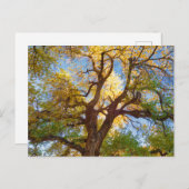 コットンウッドツリー |ユタ州キャピトルリーフ国立公園 ポストカード (正面/裏面)