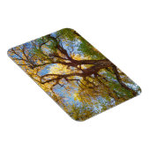 コットンウッドツリー |ユタ州キャピトルリーフ国立公園 マグネット (右側)