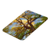 コットンウッドツリー |ユタ州キャピトルリーフ国立公園 マグネット (左側)