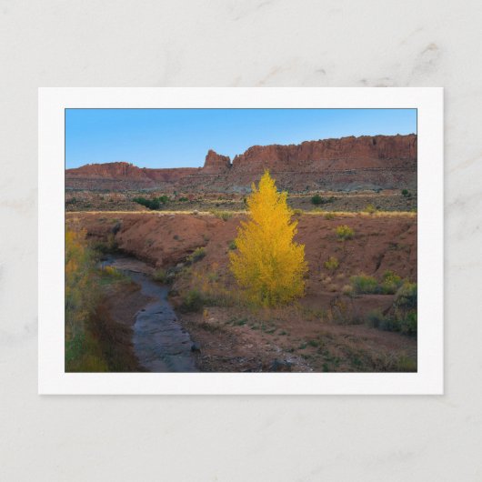 「コットンウッド」 ポストカード (正面)