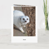 コットンザホワイトメルカット誕生日 カード (裏面)