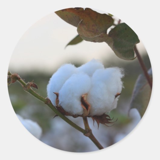 コットンシール ラウンドシール (正面)