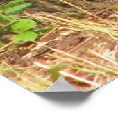 コットンテールフリーズポスター ポスター (角)