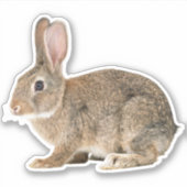 コットンテールラビットステッカー シール (正面)