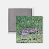 コットンテールラビットマグネット マグネット (正面/裏面)