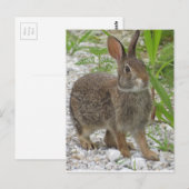 コットンテールラビット ポストカード (正面/裏面)
