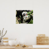 コットントップタマリンポスター ポスター (キッチン)