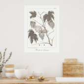 コットンプラントポスターアンティーク植物学イラストレーション ポスター (キッチン)