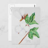 コットンボール植物はがき白 ポストカード (正面/裏面)