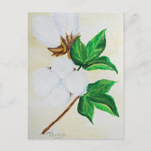 コットンボール植物葉書 ポストカード (正面)