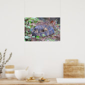 コットンマウスウォーターモカシンコイル ポスター (キッチン)