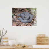 コットンマウスモカシンポスター ポスター (キッチン)