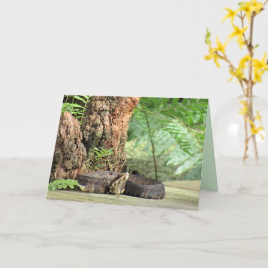 コットンマウス/水モカシンスネークグリーティングカード カード (黄色い花)