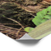 コットンマス（ウォーター・モカシン）スネークオンボードウォーク ポスター (角)