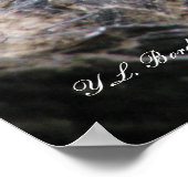 コットンムスネークバキング ポスター (角)