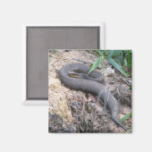 コットンムスネークバキング マグネット (正面/裏面)