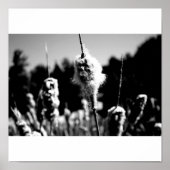 コットン ポスター (正面)