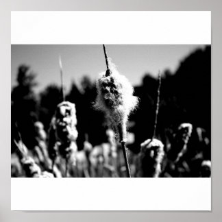 コットン ポスター