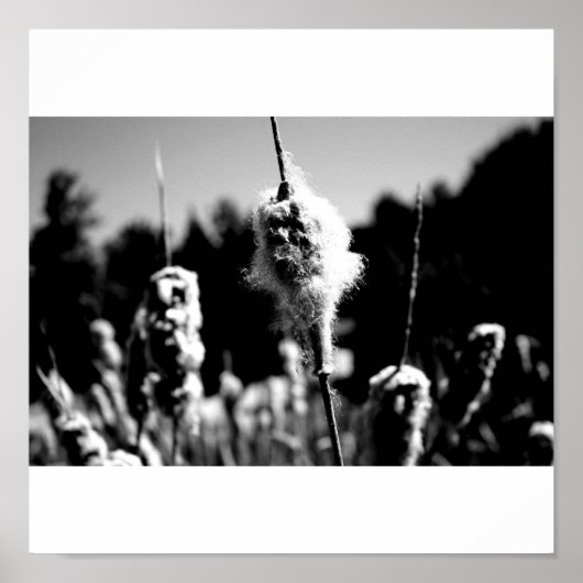 コットン ポスター (正面)