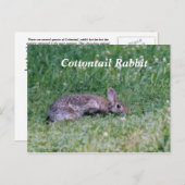 コット凍っていンテールウサギ ポストカード (正面/裏面)