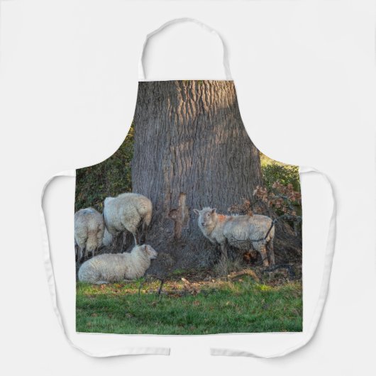 コツウォルド羊 エプロン (正面)