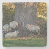 コツウォルド羊 ストーンコースター (正面)