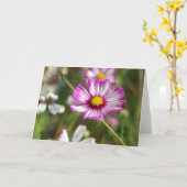 コテージガーデン、ロザリンデ カード (黄色い花)