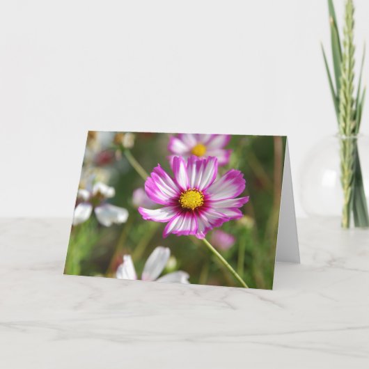 コテージガーデン、ロザリンデ カード (正面)