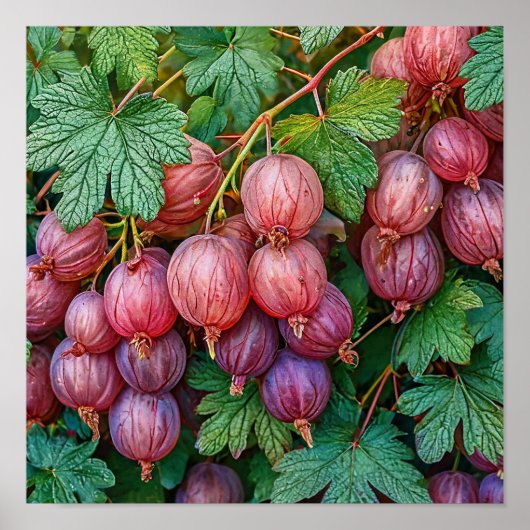 コテージコア グーズベリー植物画 フルーツ ウォールアート (正面)