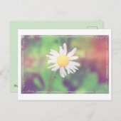 コテージデイジーポストクロッシングポストカード ポストカード (正面/裏面)