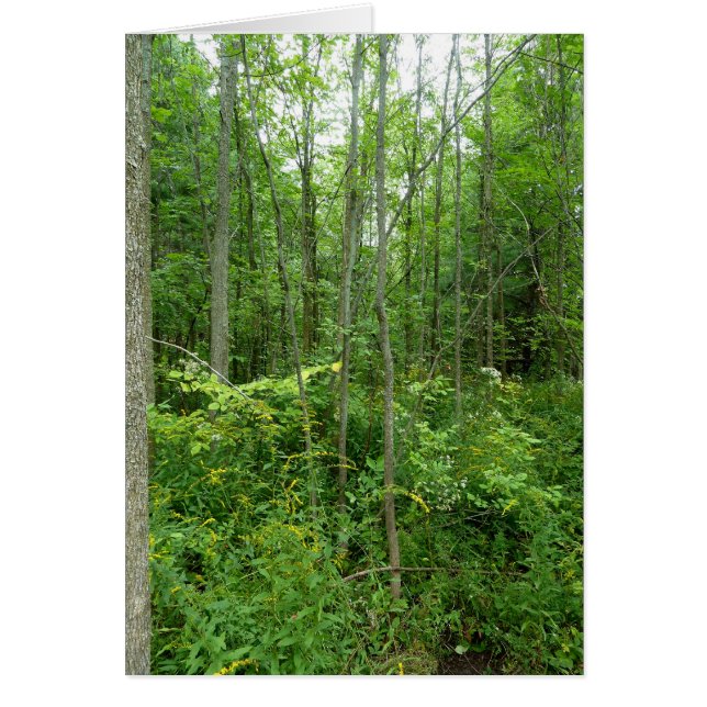 "コテージ国"の写真 (正面)