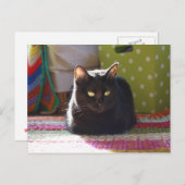 「コテージ心地よい」猫写真 ポストカード (正面/裏面)