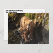 コディアクベアーアットザフラザーベアービューイングサイト ポストカード (正面/裏面)