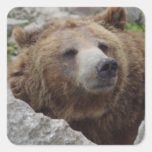 コディアクベアー スクエアシール (正面)