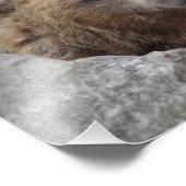 コディアクベアー フォトプリント            (角)