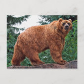 コディアクベアー ポストカード (正面)