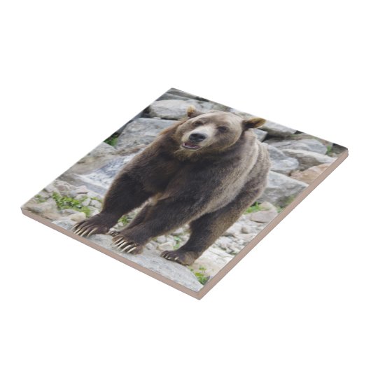 コディアクベア タイル (側面)