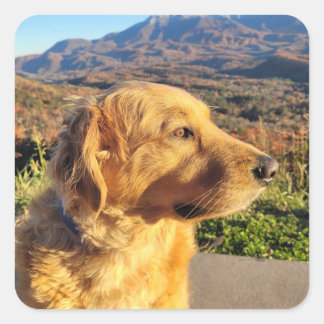 コディーステッカー スクエアシール