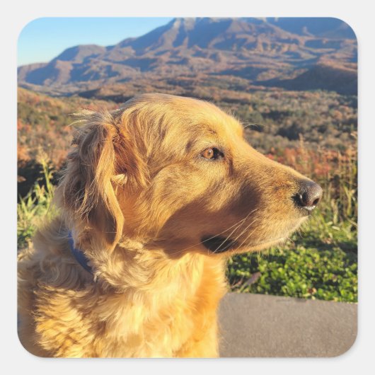 コディーステッカー スクエアシール (正面)