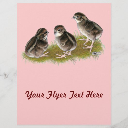 コトリニックスウズメの幼鳥 チラシ (正面)