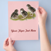 コトリニックスウズメの幼鳥 チラシ (手)