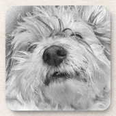 コトン・ド・チュラードッグ コースター (正面)