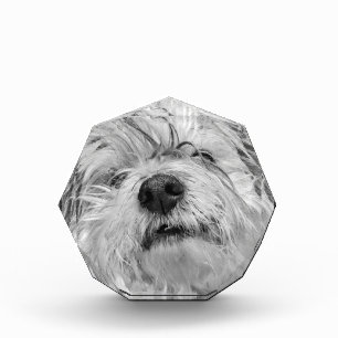 コトン・ド・チュラードッグ フォトブロック