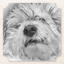 コトン・ド・チュラードッグ ペーパーコースター