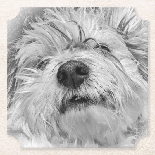 コトン・ド・チュラードッグ ペーパーコースター (正面)