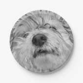 コトン・ド・チュラードッグ ペーパープレート (正面)