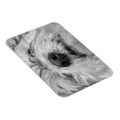 コトン・ド・チュラードッグ マグネット (右側)